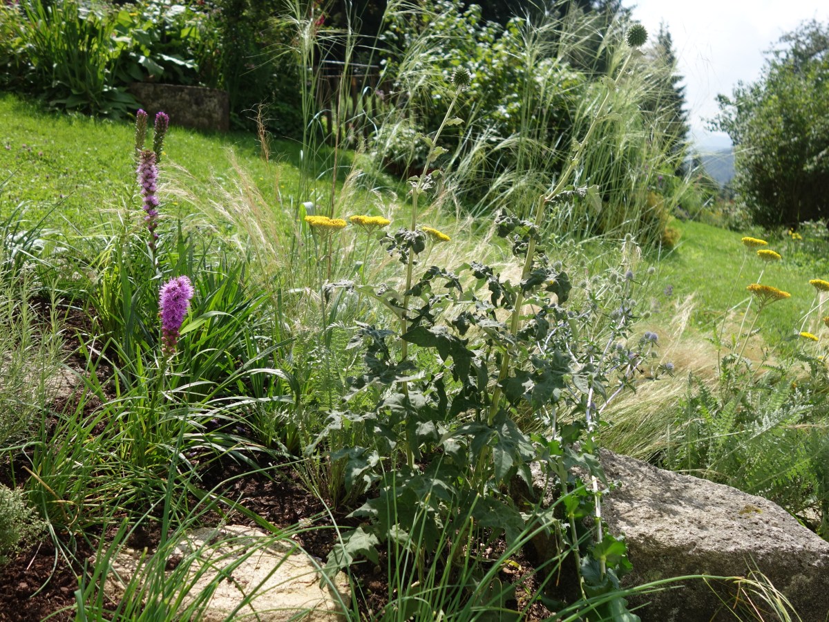 Gräser·Kräuter·Stein-Vorgarten